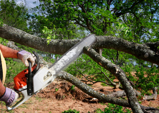 Best Best Tree Removal Services  in Lemont, IL